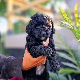 Jamaica - Black female Goldendoodle puppy in Forest, Ohio from Mini Doodle Buddies