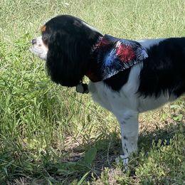 Cavalier King Charles Spaniels from Narrows Creek Cavaliers