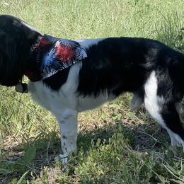 Cavalier King Charles Spaniels from Narrows Creek Cavaliers