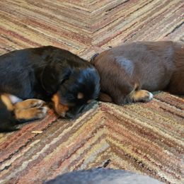 Dachshund Puppies from LDC Farms