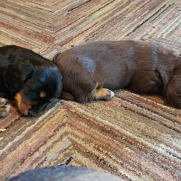 Dachshund Puppies from LDC Farms