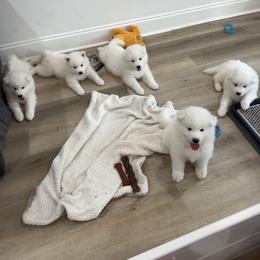 Samoyed Puppies from Southern Roux Samoyeds