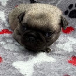 Thumper - Fawn male Pug puppy in Ludowici, Georgia from Royal Destiny Kennels