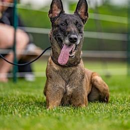 Creature - Belgian Malinois