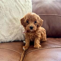 Light Purple - Red  female Goldendoodle puppy in Fruita Colorado, Colorado from Oodles of Teacup Doodles