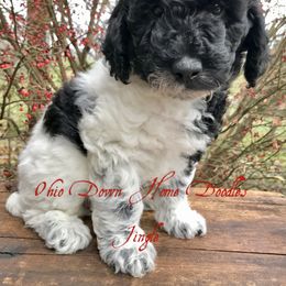 Goldendoodle Puppies from Ohio Down Home Doodles