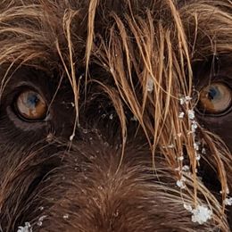 Wirehaired Pointing Griffons from Mountain River Griffons
