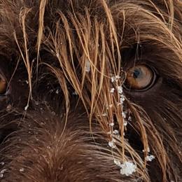 Wirehaired Pointing Griffons from Mountain River Griffons