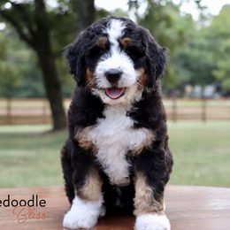 Bernedoodle Puppies from Bernedoodle Bliss