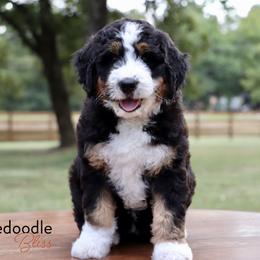 Bernedoodle Puppies from Bernedoodle Bliss