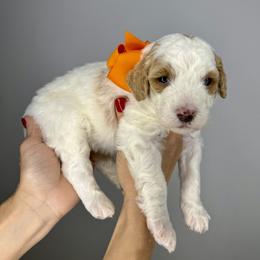 Orange - Yellow and white female Bernedoodle puppy in Camden, North Carolina from Luv My Doodle