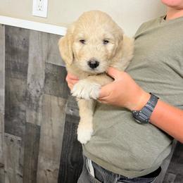 Popcorn Cream Boy 1 - Cream male Pyredoodle puppy in Prescott, Washington from Washington Pyredoodles