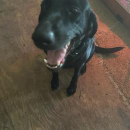 Rosie - Labrador Retriever