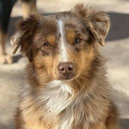 Patches - Red merle male Australian Shepherd puppy in Lubbock, Texas from REKN’ Kennel Aussies