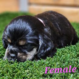 Cocker Spaniel Puppies from CuttinBlue Farms
