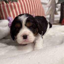 Josephine - Cavalier King Charles Spaniel puppy from Cavis at Wryah Farm