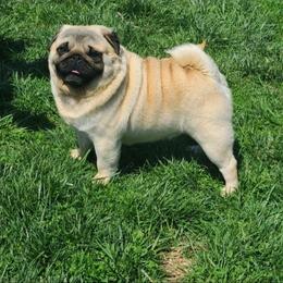 Sammy - Pug