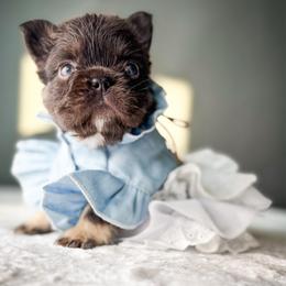 Shiloh - Tricolors female French Bulldog puppy in Porter, Texas from Whatabulldog