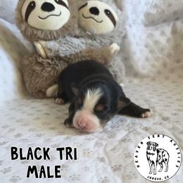 Forrest - Black tri male Miniature Australian Shepherd puppy in Jaroso, Colorado from Heaven Sent Aussies