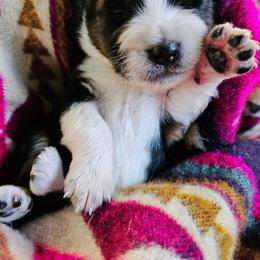 Australian Shepherd Puppies from Steady Aim Aussies
