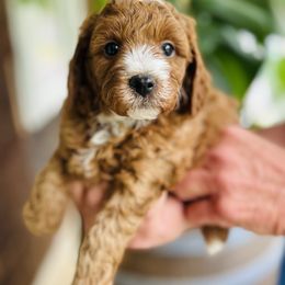 Boy 2 - Red Cavapoo puppy in Natural Bridge, Virginia from Rockbridge Puppies