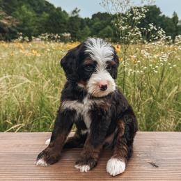 Bernedoodle puppies from Tilley's Southern Doodles