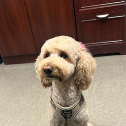 Penny - Poodle