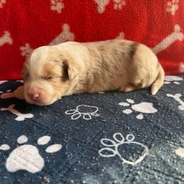 Kovu - Red merle male Australian Shepherd puppy in Smithfield, Utah from C&C Ranch