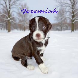 Jeremiah - male Golden Mountain Doodle puppy in Banner Elk, North Carolina from Walnut Tree Bernedoodles