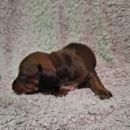Hennessy - Red female Dachshund puppy in Liberty, North Carolina from Heavenly Doxies