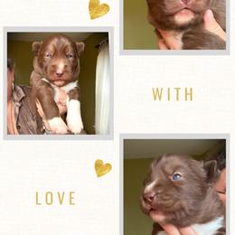 Grove - Red and white male Siberian Husky puppy in Florence, Kentucky from Moonlight Howl Huskies