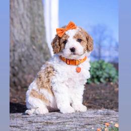Olive - White female Cavapoo puppy in Ormond Beach, Florida from Florida Coast Doodles