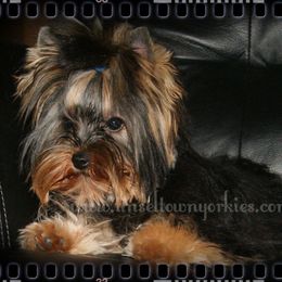 Hedy - Yorkshire Terrier