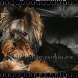 Hedy - Yorkshire Terrier