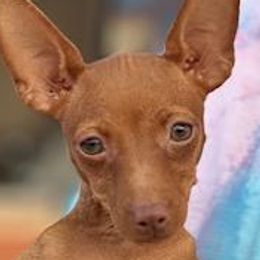 Sassy - Red female Miniature Pinscher puppy in Nashville, Tennessee from Aztex Min Pins