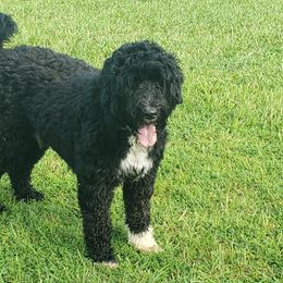 Chloe - Portuguese Water Dog