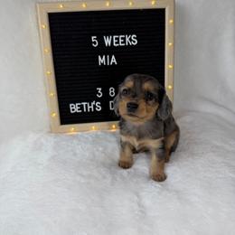 Mia - Dapple female Dachshund puppy in Dickinson, Texas from Beth’s Doxieland