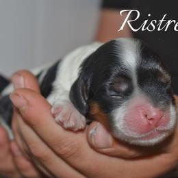 Ristretto - Black white and tan female Cocker Spaniel puppy in Myerstown, Pennsylvania from The Cocker Cingdom