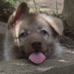 German Shepherd Puppies from Volhouden German Shepherds