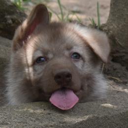 German Shepherd Puppies from Volhouden German Shepherds