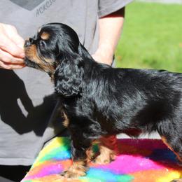 Cavalier King Charles Spaniel Puppies from Malikim Cavaliers