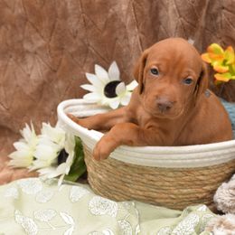 Miss Grey - Golden rust female Vizsla puppy in Lexington, Kentucky from Summit Vizsla (we can deliver to you)