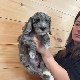 Light blue collar - Blue merle male Australian Cobberdog puppy in Dover Foxcroft, Maine from Faberge Australian Cobberdog