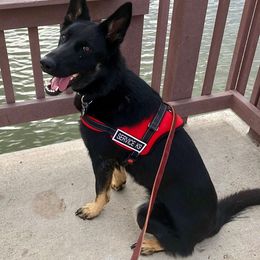 German Shepherds from Jemira Kennel