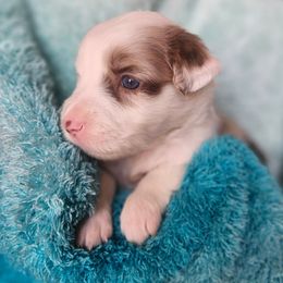 Gidget - Red merle female Australian Shepherd puppy in Harrodsburg, Kentucky from Triple M Aussies