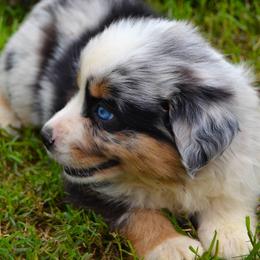 Rafter JM Aussies breeder of Miniature Australian Shepherd