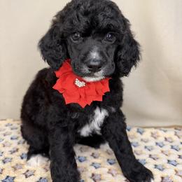 Halo - Black female Poodle puppy in Stilwell, Oklahoma from LR&R Dog Co.
