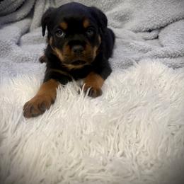 Remo - Black and mahogany male Rottweiler puppy in Parker, Colorado from Denver Rottweilers