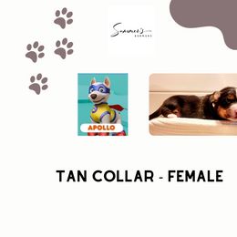 Girl 3 - Bernese Mountain Dog puppy in Earlham, Iowa from Summer's Berners