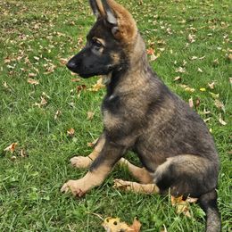 German Shepherd Puppies from Brighton Shepherds